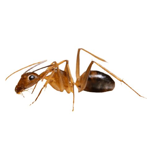 philippine ant|Common Ant Species in the Philippines.